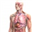 Логотип Zygote Body